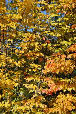 Parrotia persica - parocie perská - podzimní větve (2)